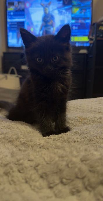 Black long haired kitten