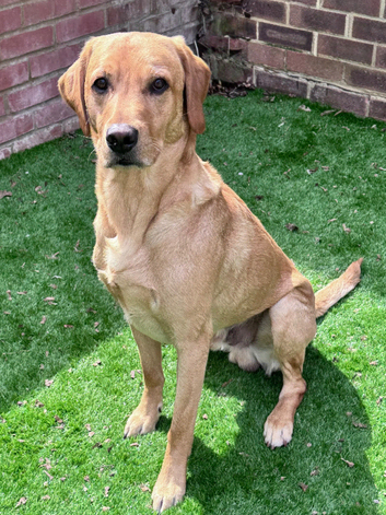 Labrador Available for Stud Duties, Proven, KC Registered.