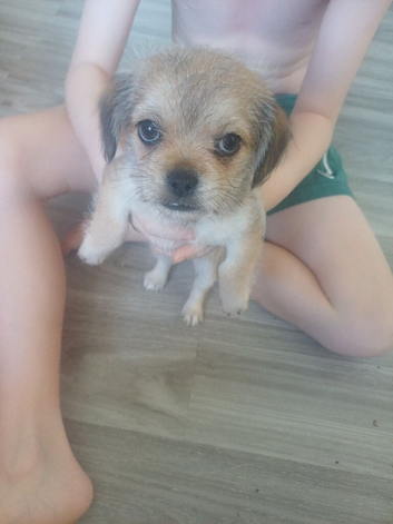 Chihuahua shih tzu puppies ready now