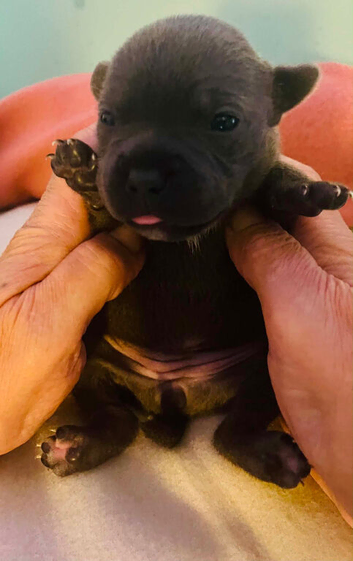 Kc reg Staffordshire bull terrier