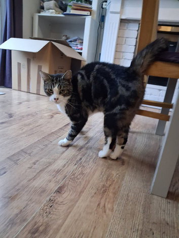 Loving Male cat looking for Loving new home