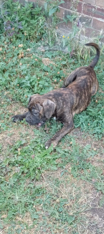Oldtyme Bulldogs x French