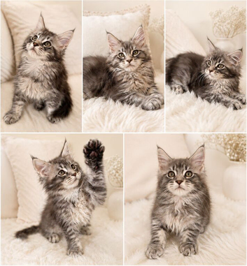 Exceptional TICA Registered Maine Coon Kittens