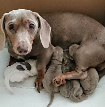 Miniature Dachshunds 3 months old