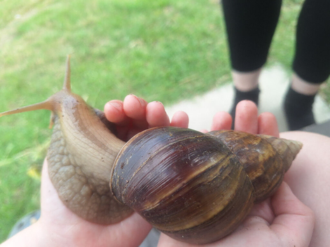 4 African land snails