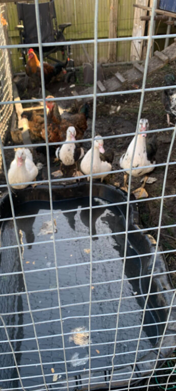 4 Muscovy ducks