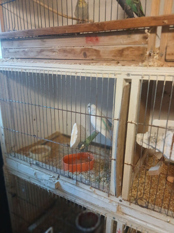 Young budgies