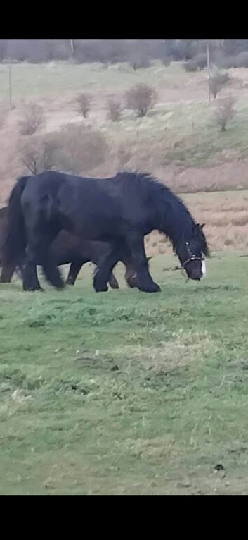 Black cob mare for sale
