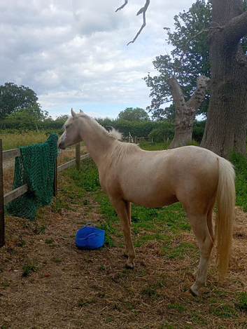 Registered  Welsh B Gelding " Pale Palomino"