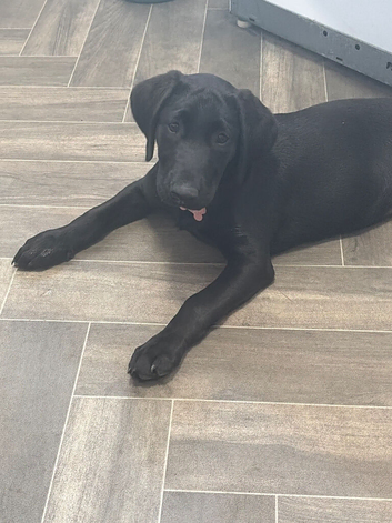 14week old Labrador puppy