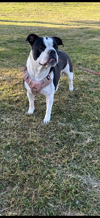 Olde English Bulldog X Bandogge Mastiff Pups