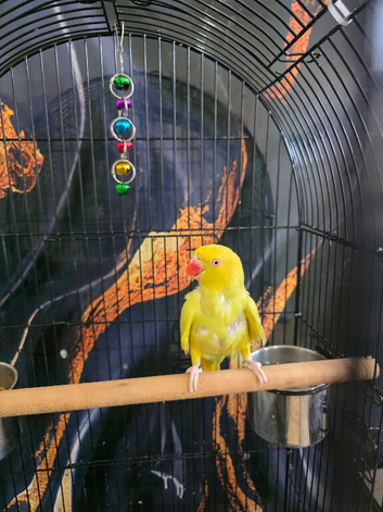 Yellow lutino indian ringneck