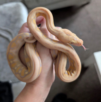 Purple albino tiger het snow super dwarf reticulated python