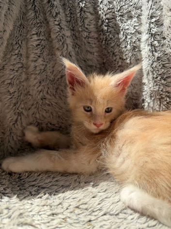 Pure-breed Red kitten boy, Delivery available!