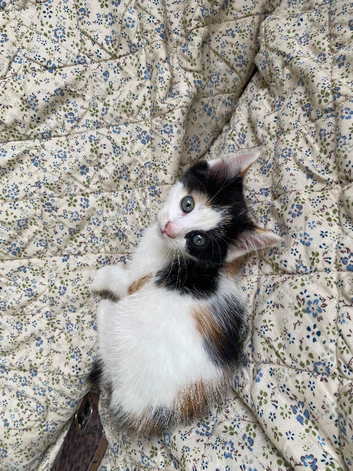 1 beautiful kitten