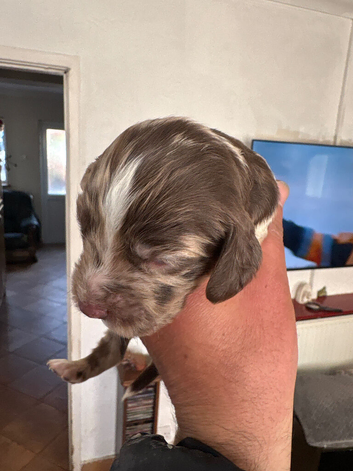 Puppies sprocker
