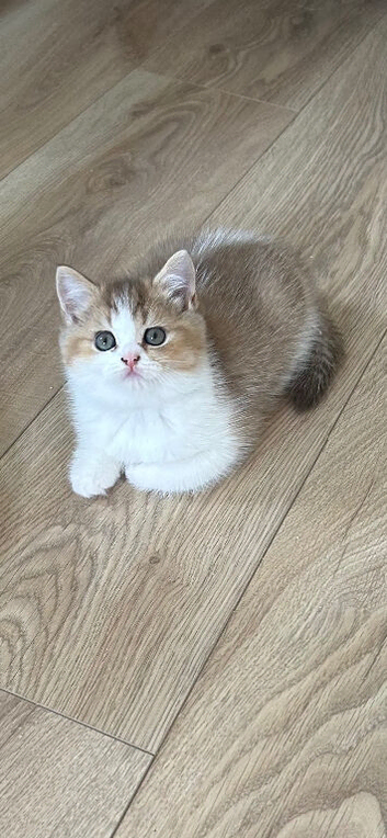 Gorgeous Bi Coloured Kittens Males