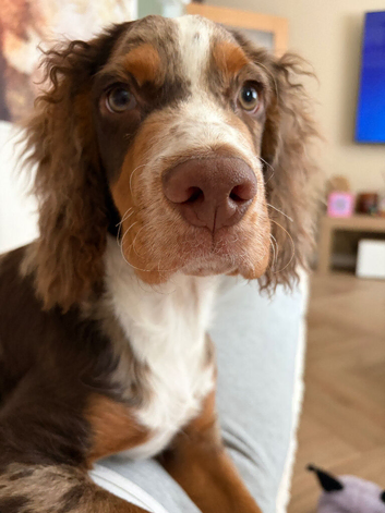 6 month cocker boy