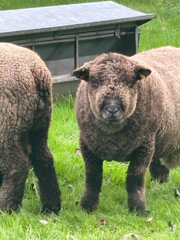 Ryelands proven tup