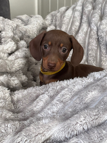 Last 3 Miniature dachshund boys - READY TUESDAY