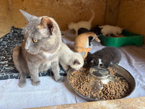 Gorgeous mixed breed kittens