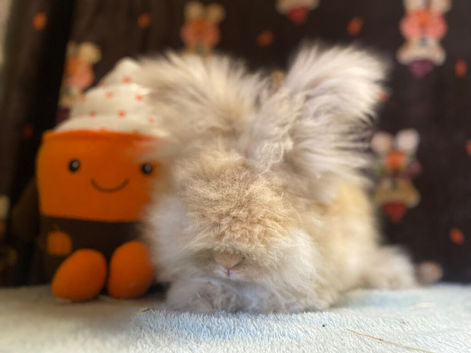 English angora