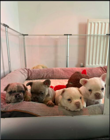 Quality French Bulldog Puppies &ndash; 1 Boy & 2 Girls Available