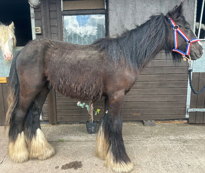 Gelding to make 14.1/2