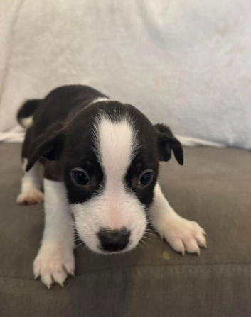 Beagle x staff puppies