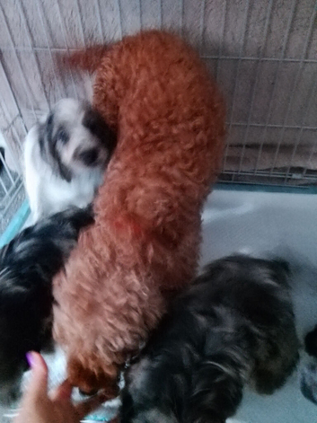 Amazing cockapoo