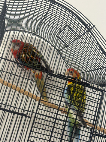 mele and female