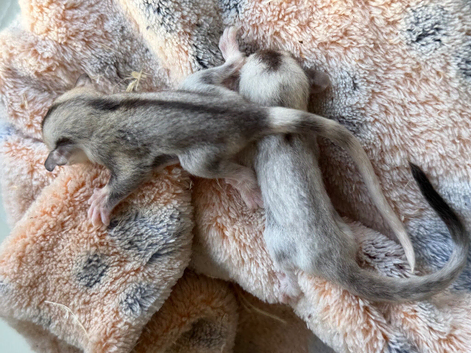 Sugar glider joeys ready to reserve