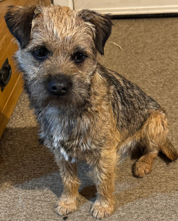 Border Terrier for stud.