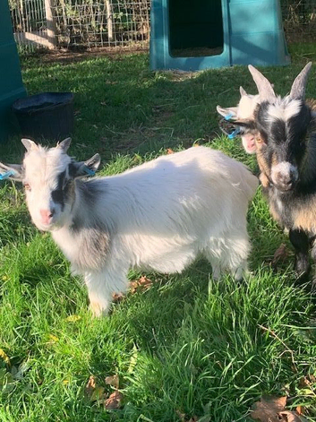 Pygmy goat wether kids.