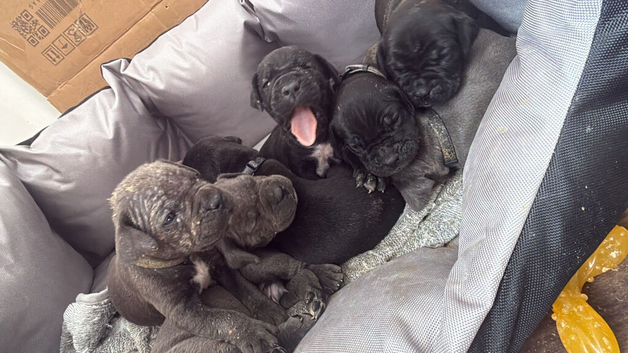 Cane Corso Puppies &pound;1,500