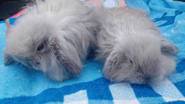 Baby rabbits