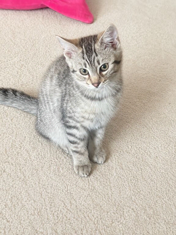 Bengal x kittens for sale