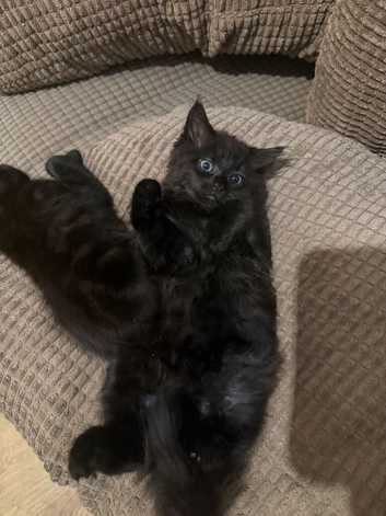 Rare Female Maine Coon Mix (The Ultimate Fluffy Cuddle Bug)