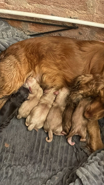KC registered cocker spaniel puppies.
