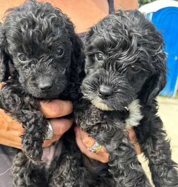 6 Beautiful Adorable Cockapoos