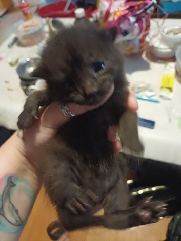 Two lot different kittens
