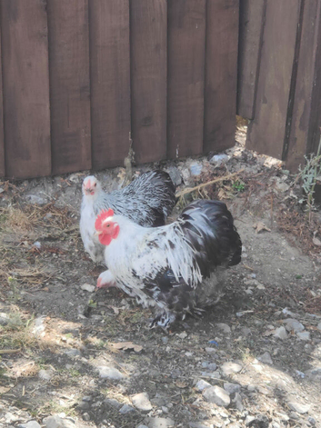 Pekin bantams
