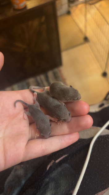 african pygmy dormice with pied gene