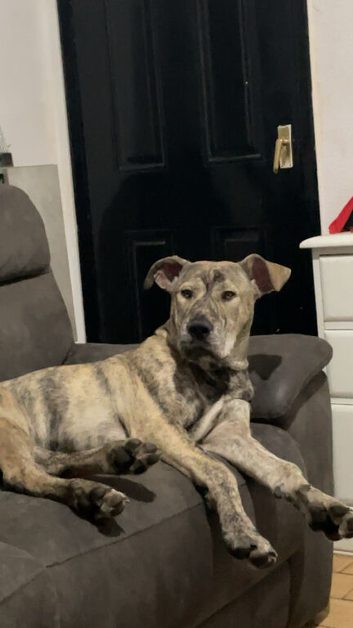 Cane corso cross presa canario