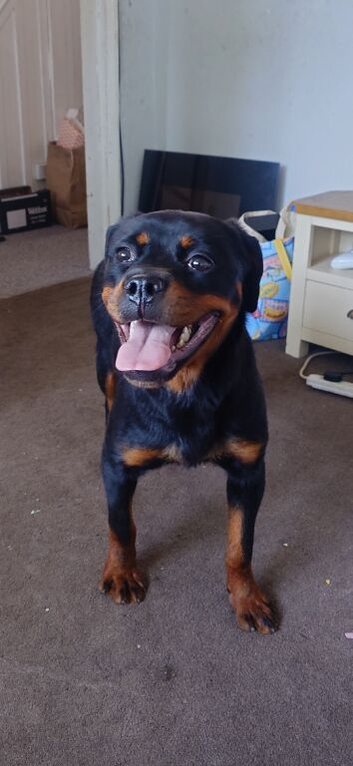 X2 rottweiler girls