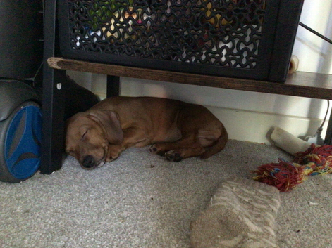 Puppy dauchunds