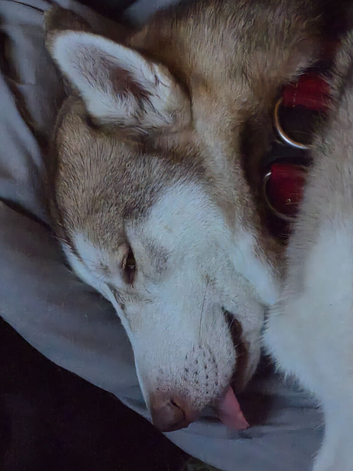 Male husky to be rehomed