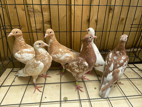 Highest quality Muleumans babies 2026 for sale in Birmingham