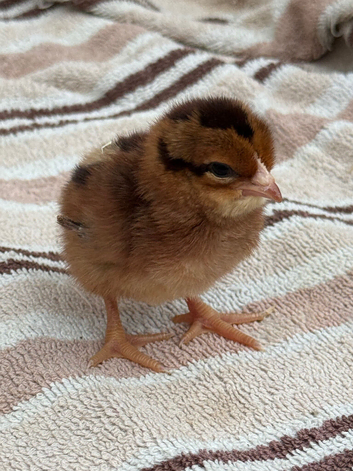 Welsummer Female Chicks