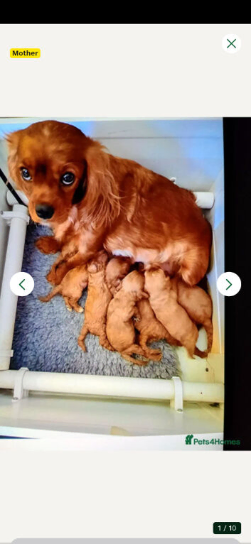 8 beautiful Cavoopoo puppies for sale, ready now.